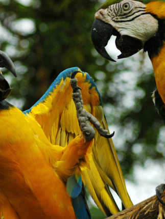 Macaws