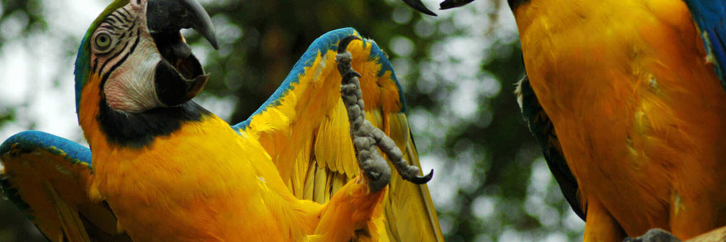 Macaws