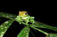 Nocturnal discoveries 