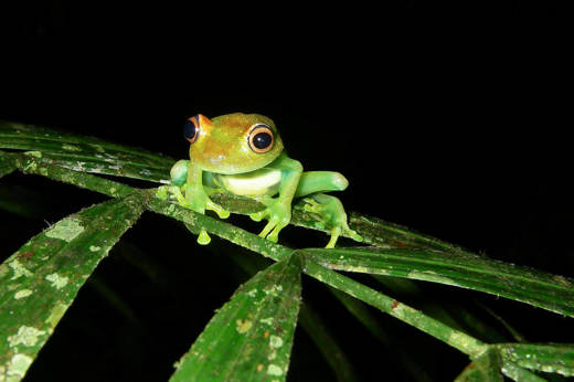 Nocturnal discoveries 