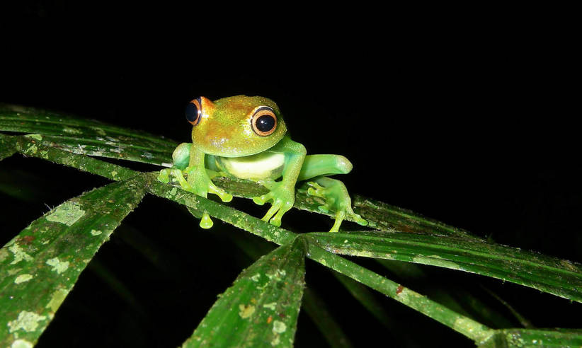 Nocturnal discoveries 