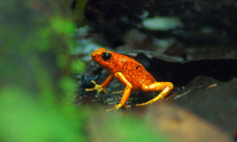 A colourful frog