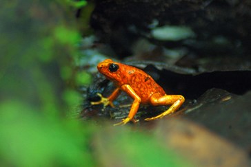 A colourful frog