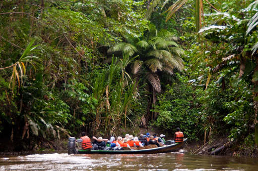 Guided excursions by canoe into the heart of the rainforest
