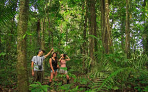 Discover the rainforest with expert guides