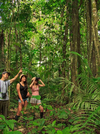 Discover the rainforest with expert guides