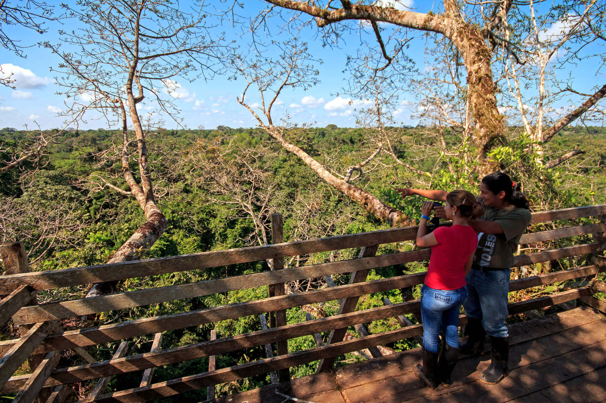 View the rainforest from the top of the trees