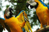 Observe Macaws 
