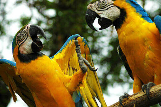 Observe Macaws 