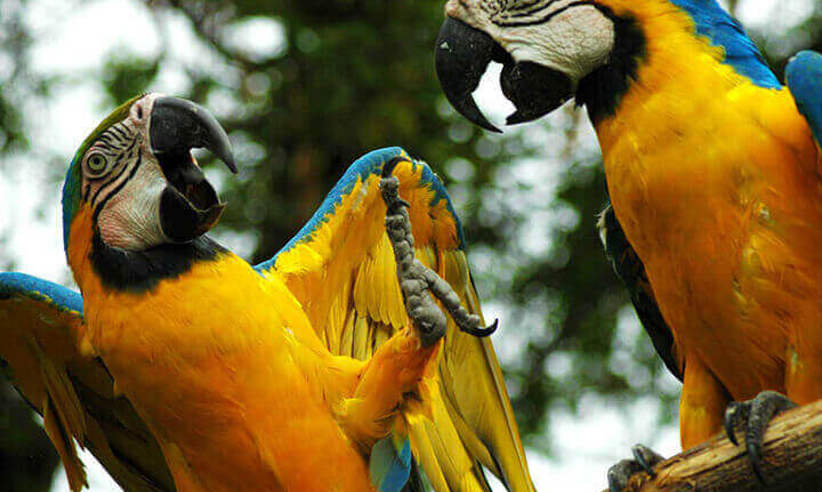 Observe Macaws 