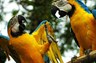 Observe Macaws 