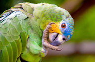 A colourful Macaw 