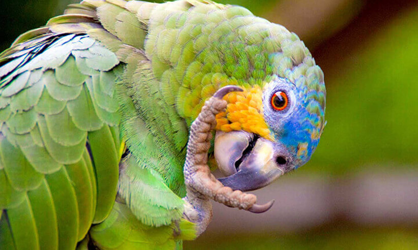 A colourful Macaw 