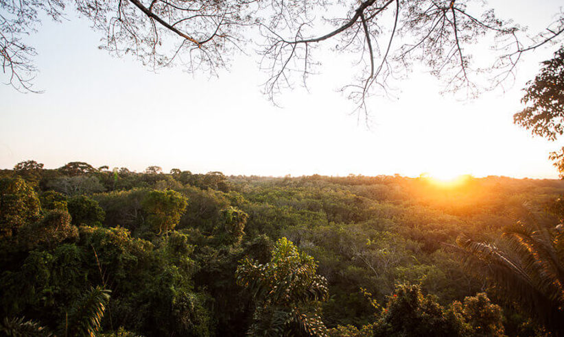 Observing the canopy