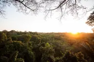 Observing the canopy