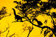 Monkeying around 