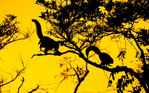 Monkeying around 