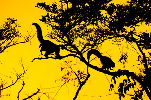 Monkeying around 