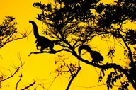 Monkeying around
