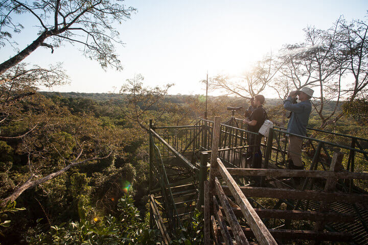 Admire the views of the canopy 