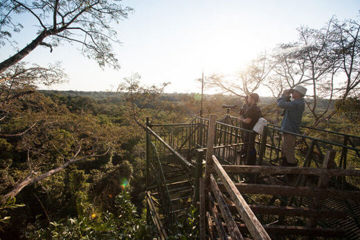 Admire the views of the canopy 
