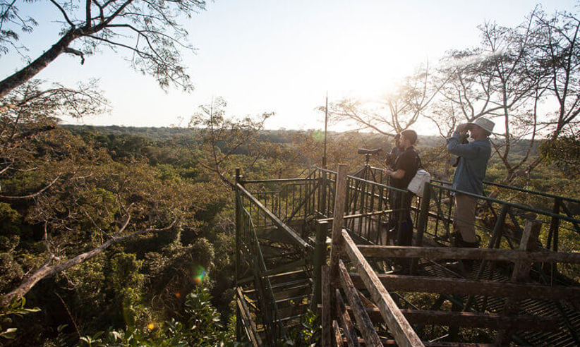 Admire the views of the canopy 