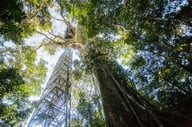 Giant trees in the lush rainforest