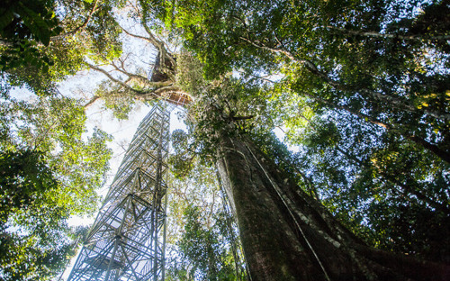 Giant trees in the lush rainforest