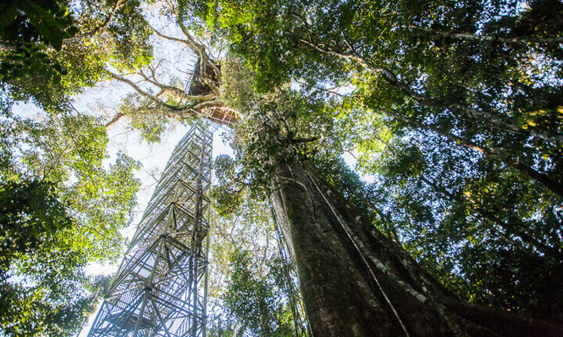 Giant trees in the lush rainforest