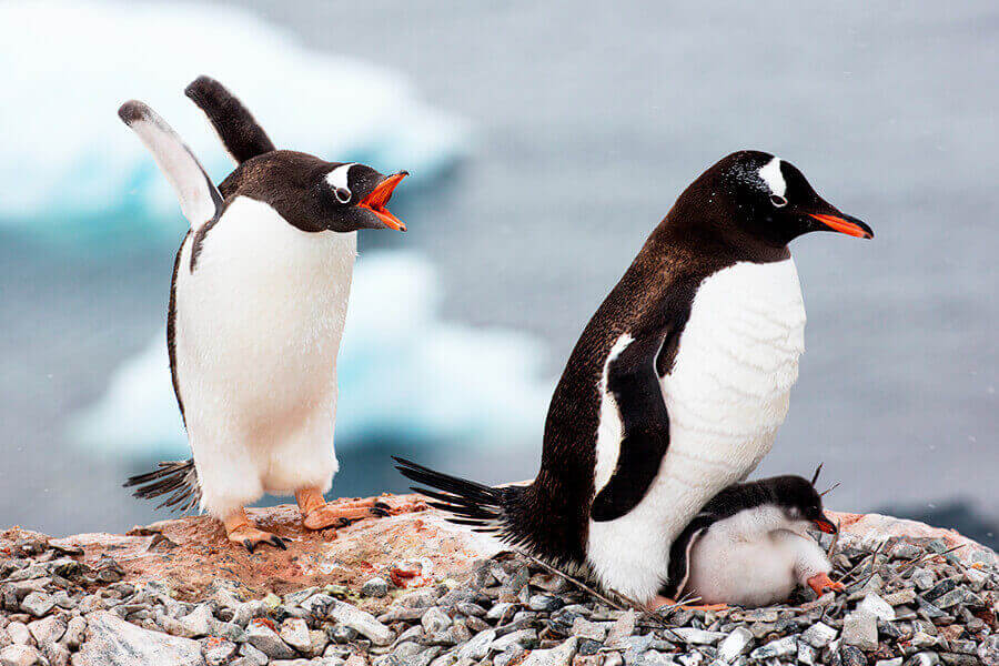 Penguins at play