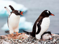 Penguins at play