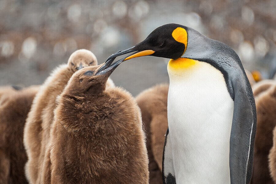 A female penguin feeds her young