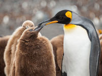 A female penguin feeds her young