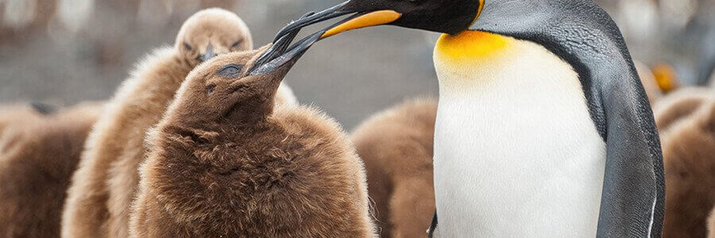 A female penguin feeds her young