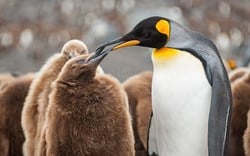 A female penguin feeds her young