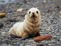 Baby seal