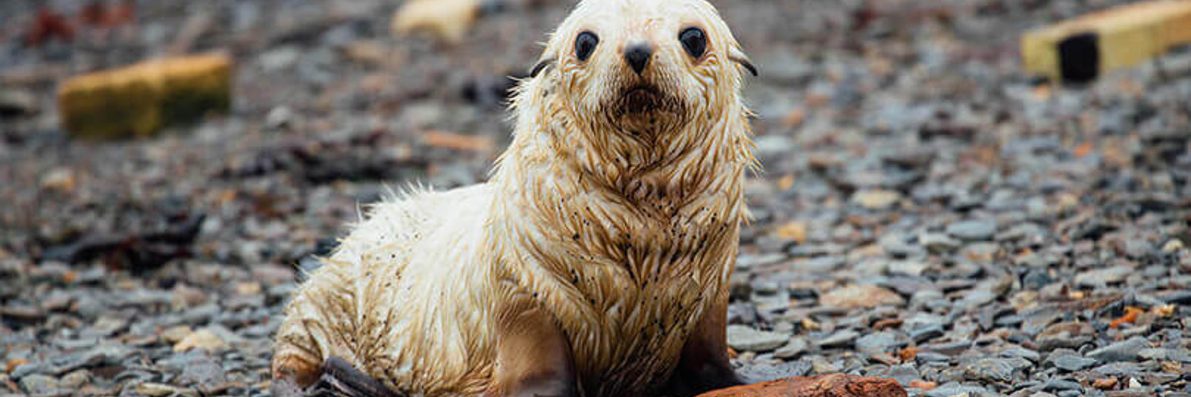 Baby seal