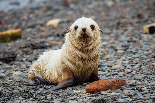 Baby seal