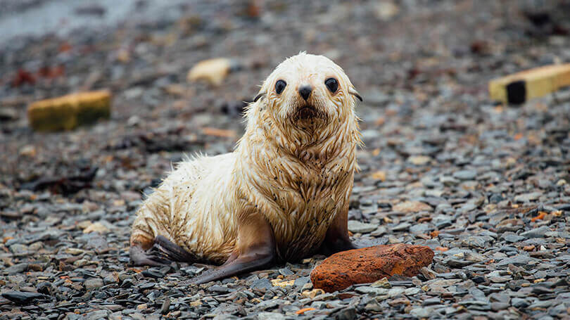 Sea Spirit Antarctica Cruise