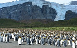 Observe large colonies of penguins on your cruise 