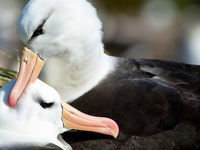 Stunning wildlife