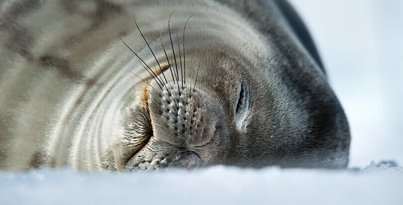 A sleepy sea lion