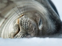 A sleepy sea lion