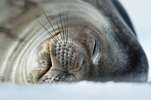 A sleepy sea lion