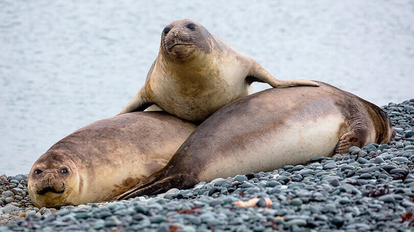 Sea lions