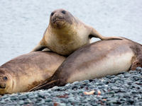 Sea lions