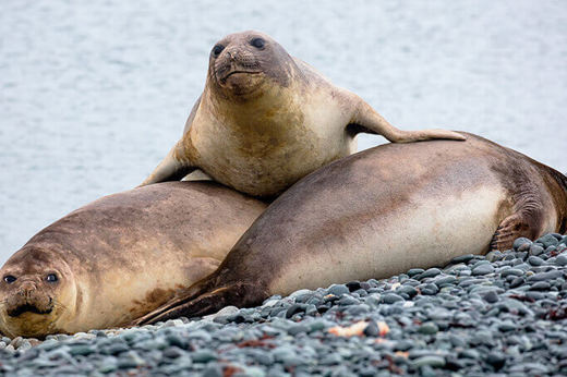 Sea lions