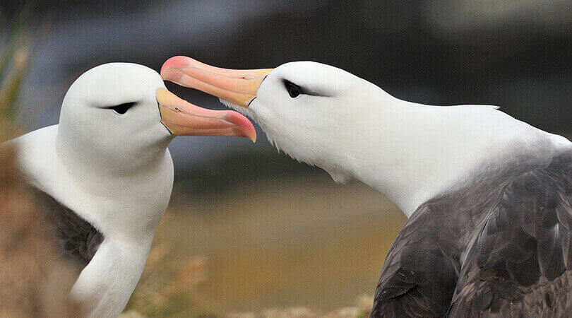 Albatros