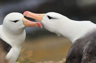 Albatros