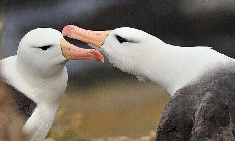 Albatros